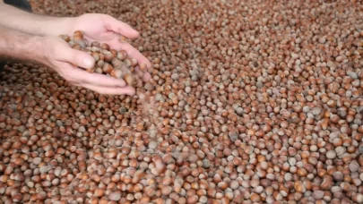 Rekabet Kurumu'ndan fındık alım sezonu öncesi sektöre uyarı