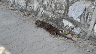 Bitkin halde bulunan su samuru koruma altına alındı