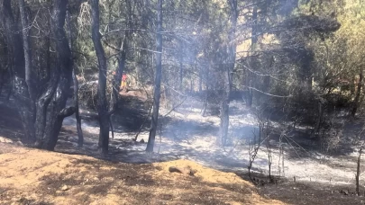 Bilecik'te ormanlık alan ve buğday tarlasında çıkan yangın kontrol altına alındı