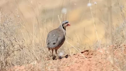 Keklikler, kene ile mücadelede biyolojik silah