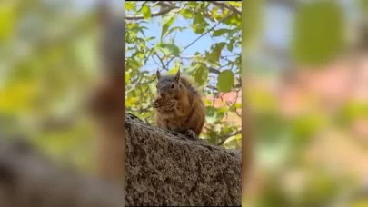 Sincap bayram kömbesi yerken sosyal medyada gündem oldu