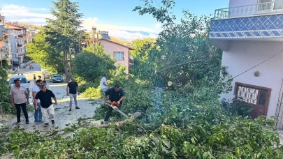 Malatya'da fırtına ağaçları devirdi