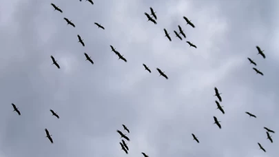 Sürü leyleklerin görüntülenmesi doğa dostlarını heyecanlandırdı