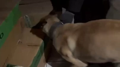 Narkotik köpeği ETA zehir tacirlerine göz açtırmıyor