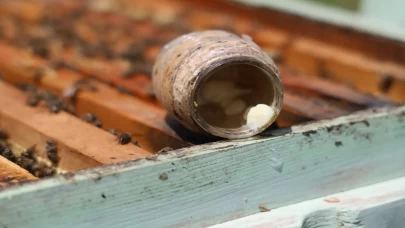 Arı sütünün kilosu 45 bin lira