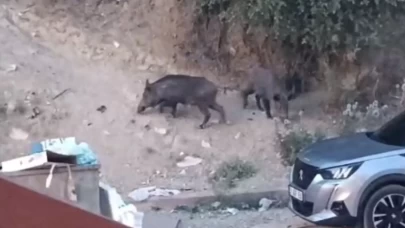 Hatay'da aç kalan yaban domuzları yerleşim alanına indi