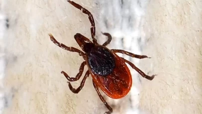 Uzmandan kene paniğine net yanıt