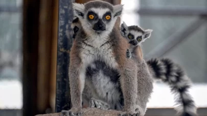 Doğa Parkı'nda sevimli yavrulardan coşkulu doğumlar: Lemur, geyik, zebra ve tay