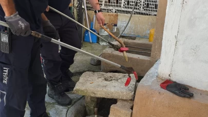 Evin bahçesinde yakalanan oluklu kertenkele doğaya salındı