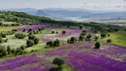 Şebinkarahisar'da doğa mor renge büründü