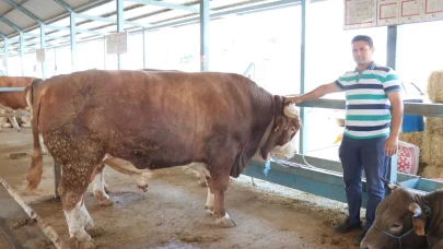 Denizli kurban pazarının en büyük tosunu 310 bin TL’ye satıldı