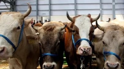 Veteriner hekimlerden Kurban Bayramı öncesi açıklama