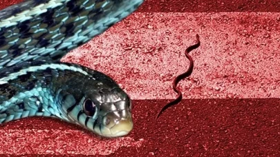 Boyu 2,5 metreyi buluyor, öldürmeyin