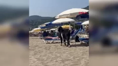 Güneşlenmeye kaçtı! Kurbanlık Keçi Kleopatra Plajı'na girdi