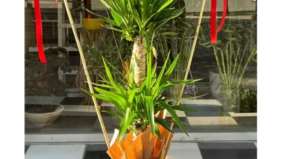 Yuka Çiçeği Nasıl Bakılır?