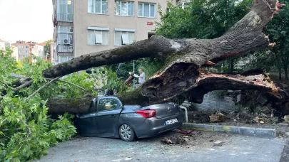 150 yıllık dev ağaç Beşiktaş’ta 3 aracı ezip geçti