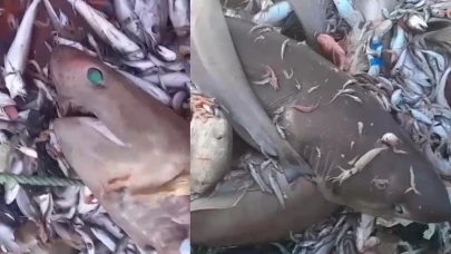 Mersin'de 8 köpek balığı ağlara takıldı