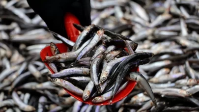 Hamsi zirvede, çaça ve palamut takipte!