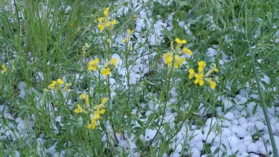 Erzurum ve Ardahan'da dolu ve sağanak etkili oldu