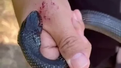 Zararsız dediği yılan elinden iki kez ısırdı