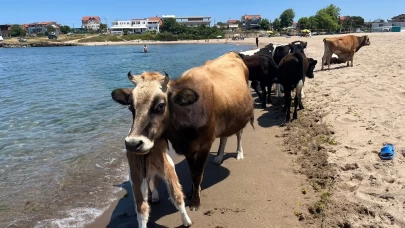 Kocaeli sahillerinde inekler deniz keyfi yaptı