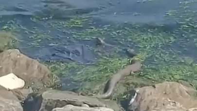 Sekapark'ta büyük bir yılan görüldü: O anlar kameraya yansıdı