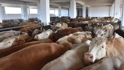 Bayburt'ta hayvan giriş çıkışları yasaklandı