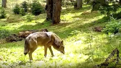 Nesli tehlike altındaki bozkurt ormanda görüntülendi