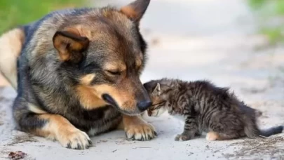 5 'Pati' derneği sokak hayvanlarına yardım bahanesiyle vurgun yaptı
