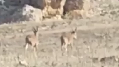 Mardin'de nesli tükenme tehlikesi altındaki dağ keçileri görüntülendi