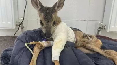 Araç çarpan yavru karaca tedavi edilerek kurtarıldı