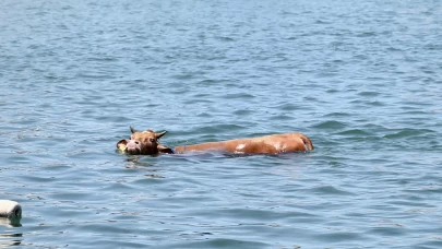 Kurbanlık özgürlüğe kulaç attı: Giresun’da deniz kaçışı!
