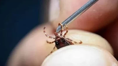 Ankara'da kene uyarısı!