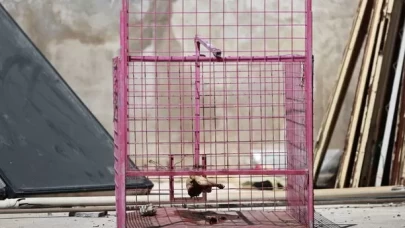 Mersin'de site içinde dolaşan maymun yakalanmaya çalışılıyor