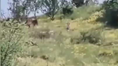 Et kokusunu aldı, şehir merkezine kadar geldi