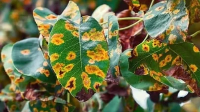 Bahçenizdeki zararlılarla doğal yöntemlerle mücadele edin! İşte bilmeniz gerekenler