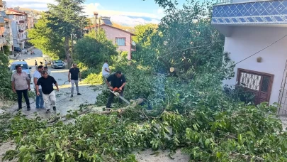 Arapgir’de fırtına ağaçları devirdi