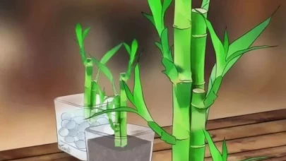 Şans Bambusu Nasıl Bakılır?