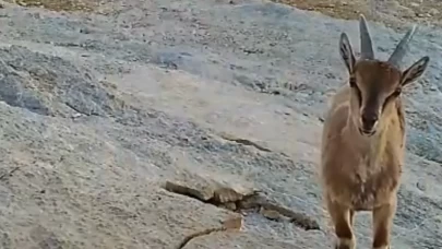 Yaban keçisi yavrusu fotokapanda: Doğanın neşe ve huzur kaynağı...