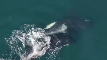 Katil balinaların yosunla masaj davranışı bilim insanlarını şaşırttı