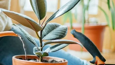 Bahçe ve saksı bitkileri için en uygun sulama saatleri