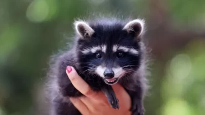 Antalya'da hayvan kreşinde bakılan Venüs ve Latte büyüyor