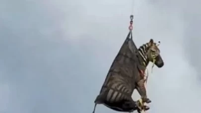 Kayıp zebra ABD'de bulundu