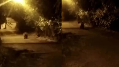 Karabük'te mezarlık yanında ayı görüntülendi! Sürücü o anları kaydetti