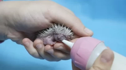 Yalova’da annesiz bulunan üç yavru kirpi koruma altına alındı