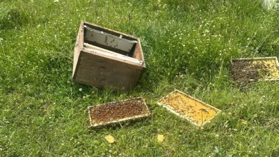 Kastamonu'da ayı bal kovanlarını parçaladı arıcılar nöbete çıktı