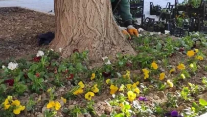 Bahçenizi güzelleştirecek kolay tasarım fikirleri