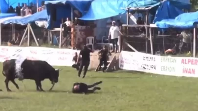 Artvin’de şampiyon boğa sahibini yaraladı