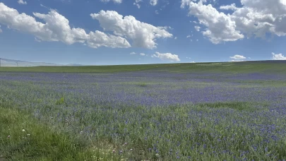 Diyadin'in zirveleri mor ve maviye büründü