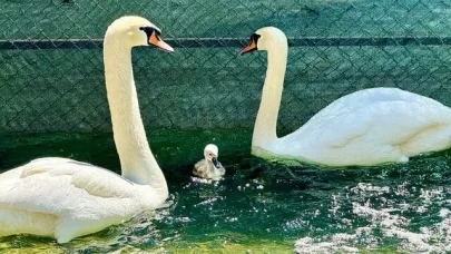Kuğulu Park'ta 15 yıl sonra doğan beyaz kuğu ziyaretçileri mest etti